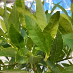 Limequat, Topf Ca. 20 Cm Ø, Höhe Ca. 60 Cm, -Lechij Verkaufe 0630300001 Citrus x floridana Stamm T20 9 104270