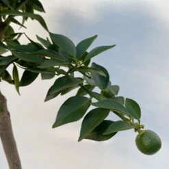 Citrus Myrtifolia, Stamm, Topf-Ø 20 Cm, Höhe Ca. 60 Cm -Lechij Verkaufe 0630400005 Citrus myrtifolia Stamm T20 7 104276