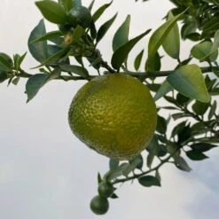 Citrus Myrtifolia, Stamm, Topf-Ø 20 Cm, Höhe Ca. 60 Cm -Lechij Verkaufe 0630400005 Citrus myrtifolia Stamm T20 8 104275