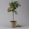 Citrus Myrtifolia, Stamm, Topf-Ø 20 Cm, Höhe Ca. 60 Cm -Lechij Verkaufe 0630400005 Citrus myrtifolia Stamm T20 Chinotto H60 1 125605