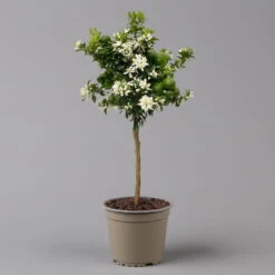 Citrus Myrtifolia, Stamm, Topf-Ø 20 Cm, Höhe Ca. 60 Cm -Lechij Verkaufe 0630400005 Citrus myrtifolia Stamm T20 Chinotto H60 2 125609