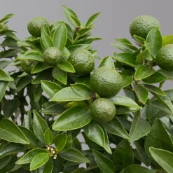 Citrus Myrtifolia, Stamm, Topf-Ø 20 Cm, Höhe Ca. 60 Cm -Lechij Verkaufe 0630400005 Citrus myrtifolia Stamm T20 Chinotto H60 5 125608