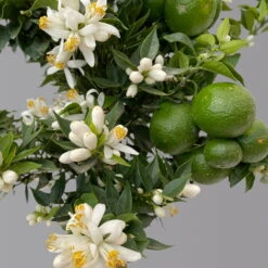 Citrus Myrtifolia, Stamm, Topf-Ø 20 Cm, Höhe Ca. 60 Cm -Lechij Verkaufe 0630400005 Citrus myrtifolia Stamm T20 Chinotto H60 6 125610