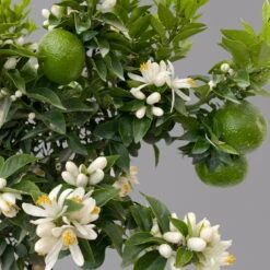 Citrus Myrtifolia, Stamm, Topf-Ø 20 Cm, Höhe Ca. 60 Cm -Lechij Verkaufe 0630400005 Citrus myrtifolia Stamm T20 Chinotto H60 7 125607