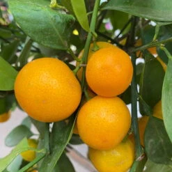 Calamondin, Stamm, Topf-Ø 24 Cm, Höhe Ca. 100 - 140 Cm -Lechij Verkaufe 0630400020 Citrus madurensis Stamm T24 8 104280
