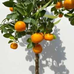 Calamondin, Stamm, Topf-Ø 24 Cm, Höhe Ca. 100 - 140 Cm -Lechij Verkaufe 0630400020 Citrus madurensis Stamm T24 3 114142