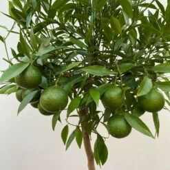 Mandarinenbaum, Stamm, Topf-Ø Ca. 24 Cm, Höhe Ca. 140 Cm -Lechij Verkaufe 0630400025 Citrus reticulata Stamm T24 3 104283