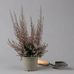 Erica Sparsa Bunt, Farbe Nach Verfügbarkeit, Topf-Ø 12cm, 6er-Set -Lechij Verkaufe 0651100047 Erica sparsa T12 6er Set 125926