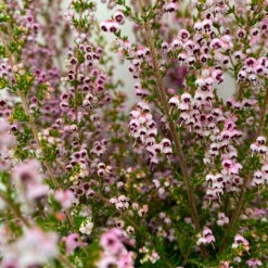 Erica Sparsa Bunt, Farbe Nach Verfügbarkeit, Topf-Ø 12cm, 6er-Set -Lechij Verkaufe 0651100047 Erica sparsa T12 6er Set 1 125789