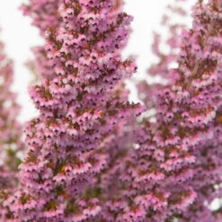 Erica Sparsa Bunt, Farbe Nach Verfügbarkeit, Topf-Ø 12cm, 6er-Set -Lechij Verkaufe 0651100047 Erica sparsa T12 6er Set1 97938