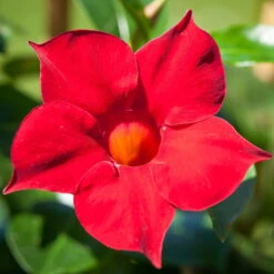 Dipladenie Rot, Busch, Topf-Ø 13/14 Cm, 3er-Set -Lechij Verkaufe 0670110006 0670110013 0670110041 0670110043 0670110079 0670110119 0670110123 0670110125 0670110134 0670110149 0670110210 0670110216 Dipladenia Busch rot 76807