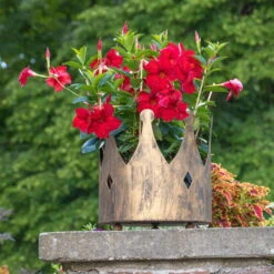 Dipladenie Rot, Busch, Topf-Ø 13/14 Cm, 3er-Set -Lechij Verkaufe 0670110160 0670110216 Dipladenia Busch rot 75908