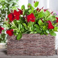 Dipladenie Rot, Busch, Topf-Ø 13/14 Cm, 3er-Set -Lechij Verkaufe 0670110210 0670110216 Dipladenia Busch rot 75911