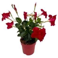 Dipladenie Rot, Busch, Topf-Ø 13/14 Cm, 3er-Set -Lechij Verkaufe 0670110216 Dipladenia Busch rot 3er Set 3 111118