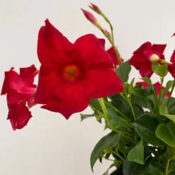 Dipladenie Rot, Busch, Topf-Ø 13/14 Cm, 3er-Set -Lechij Verkaufe 0670110216 Dipladenia Busch rot 3er Set 4 111028