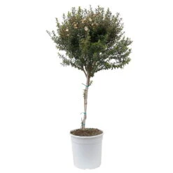 Myrte Weiß, Stamm, Topf-Ø 19 Cm -Lechij Verkaufe 0670200102 Myrtus microphylla T19 6 112225