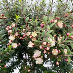 Myrte Weiß, Stamm, Topf-Ø 19 Cm -Lechij Verkaufe 0670200102 Myrtus microphylla T19 8 112227