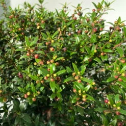 Myrte Weiß, Busch, Topf-Ø 19 Cm, Höhe Ca. 35 Cm -Lechij Verkaufe 0670200105 Myrtus microphylla T19 Busch 8 109725