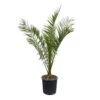Dattelpalme, Topf-Ø 28 Cm, Höhe Ca. 160 Cm -Lechij Verkaufe 0680300051 Phoenix canariensis T28 H160 180 2 92426