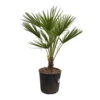 Chamaerops Humilis, Topf-Ø 22 Cm, Höhe Ca. 70 Cm -Lechij Verkaufe 0680300116 Chamaerops humilis T22 H80 4 92465