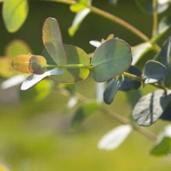 Eukalyptus 'Baby Blue', Busch, Topf-Ø 14 Cm, Höhe Ca. 25 Cm, 2er-Set -Lechij Verkaufe 0680400001 0680400007 0680400010 0680400016 0680400019 0680400021 Eucalyptus gunii Busch1 77878