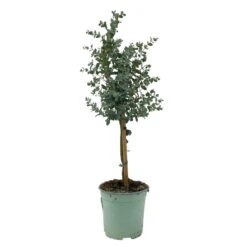 Eukalyptus, Stamm, Topf-Ø 17 Cm, Höhe Ca. 60 Cm -Lechij Verkaufe 0680400002 Eucalyptus gunnii Stamm T17 2 107142