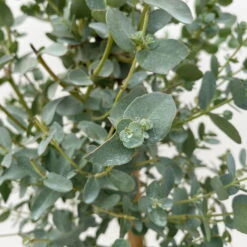 Eukalyptus, Stamm, Topf-Ø 17 Cm, Höhe Ca. 60 Cm -Lechij Verkaufe 0680400002 Eucalyptus gunnii Stamm T17 3 106634