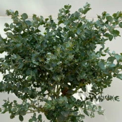 Eukalyptus, Stamm, Topf-Ø 17 Cm, Höhe Ca. 60 Cm -Lechij Verkaufe 0680400002 Eucalyptus gunnii Stamm T17 5 114146