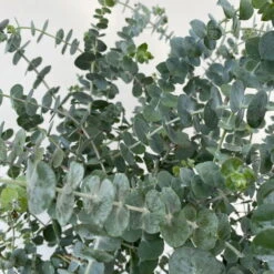 Eukalyptus 'Baby Blue', Busch, Topf-Ø 20 Cm -Lechij Verkaufe 0680400059 Eukalyptus gunnii Busch T20 Baby Blue WS 4 98457