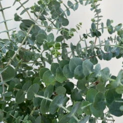 Eukalyptus 'Baby Blue', Busch, Topf-Ø 20 Cm -Lechij Verkaufe 0680400059 Eukalyptus gunnii Busch T20 Baby Blue WS 5 98460