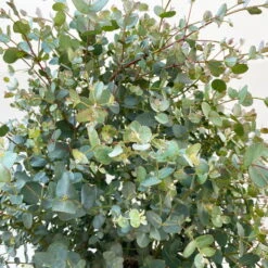 Eukalyptus, Busch, Topf-Ø 33 Cm, 2er-Set -Lechij Verkaufe 0680400063 0680400064 Eucalyptus gunnii Busch 4 109827