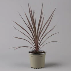 Keulenlilie 'Red Star' Rotlaubig, Topf-Ø 13 Cm, 3er-Set -Lechij Verkaufe 0680400124 cordyline red star 2 124116