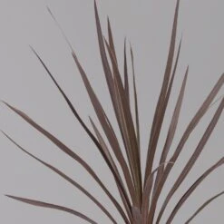 Keulenlilie 'Red Star' Rotlaubig, Topf-Ø 13 Cm, 3er-Set -Lechij Verkaufe 0680400124 cordyline red star 3 124117