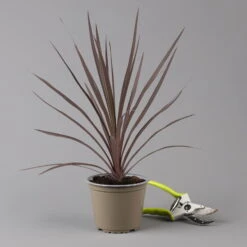 Keulenlilie 'Red Star' Rotlaubig, Topf-Ø 13 Cm, 3er-Set -Lechij Verkaufe 0680400124 cordyline red star 124115