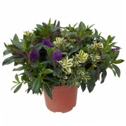 Hebe 'Duo Twin' Bunt, Topf-Ø 23 Cm