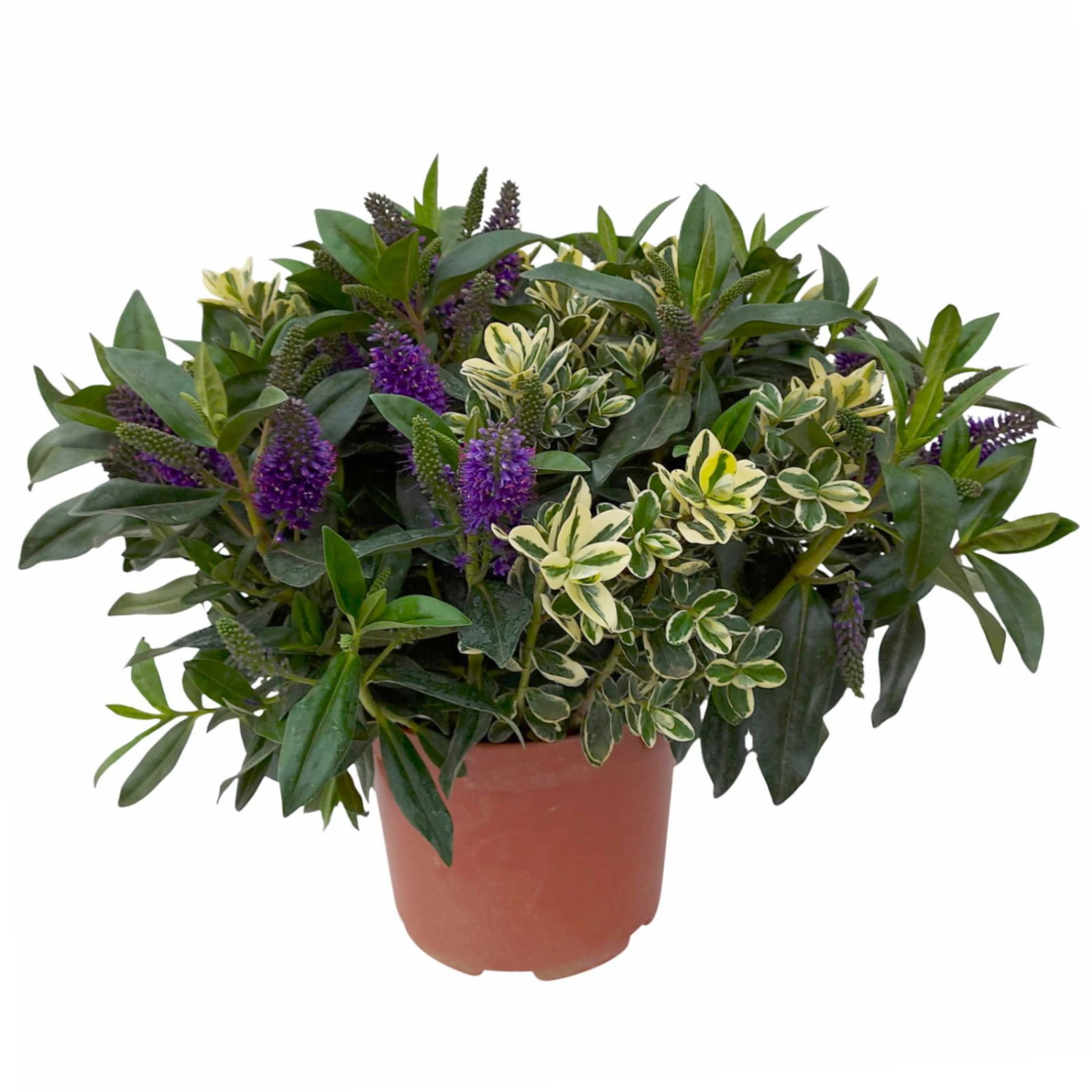 Hebe 'Duo Twin' Bunt, Topf-Ø 23 Cm 3 Hebe 'Duo Twin' Bunt, Topf-Ø 23 Cm