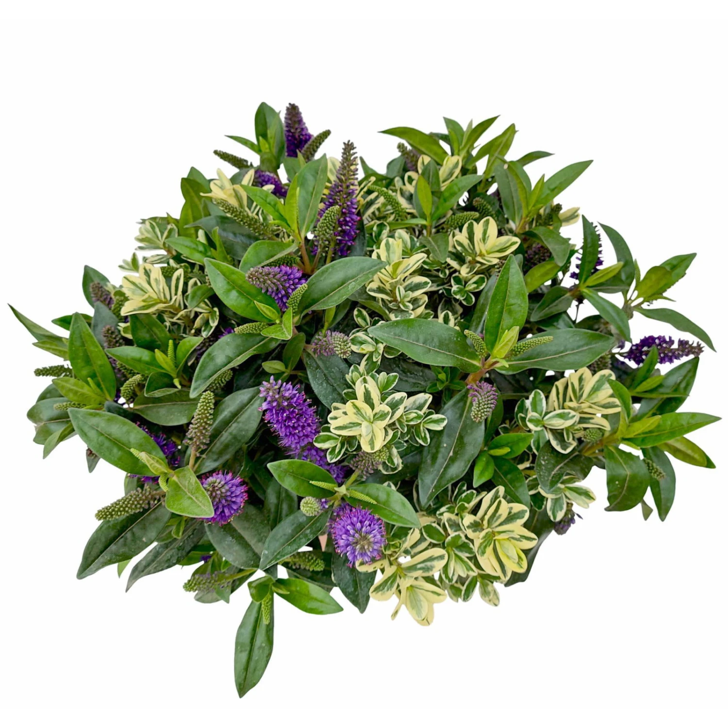 Hebe 'Duo Twin' Bunt, Topf-Ø 23 Cm 4 Hebe 'Duo Twin' Bunt, Topf-Ø 23 Cm – Bild 2