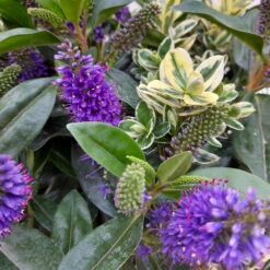 Hebe 'Duo Twin' Bunt, Topf-Ø 23 Cm 16 Hebe 'Duo Twin' Bunt, Topf-Ø 23 Cm -Lechij Verkaufe 0690190079 Hebe Addenda T23 Duo gruen bunt 8 114151