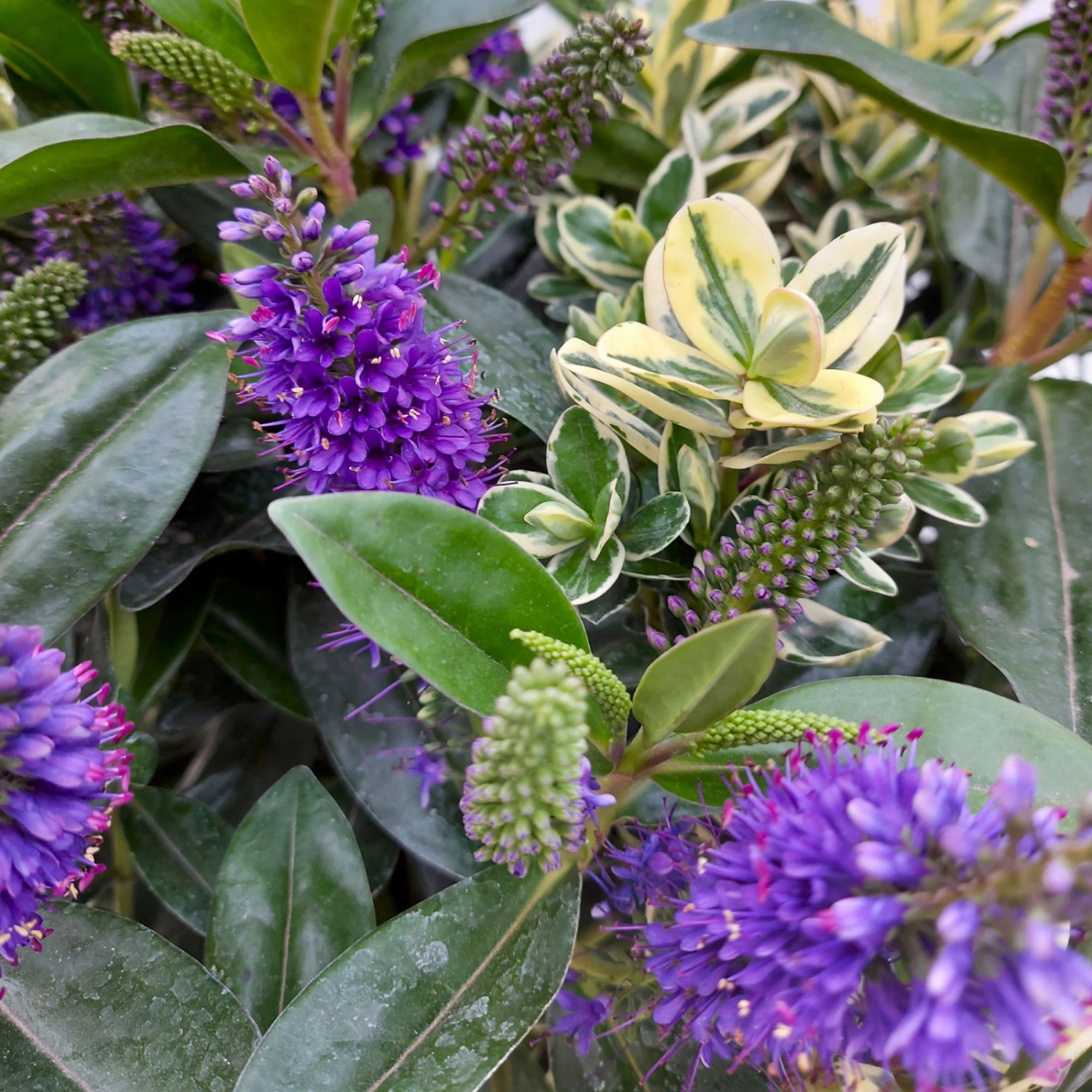 Hebe 'Duo Twin' Bunt, Topf-Ø 23 Cm 5 Hebe 'Duo Twin' Bunt, Topf-Ø 23 Cm – Bild 3