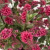 Hebe 'All Blooms®' Rot, Topf-Ø 10,5cm, 6er-Set -Lechij Verkaufe 0690190101 Koelle Hebe All Blooms T17 rot 3 112383