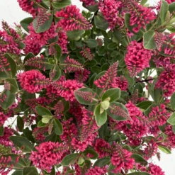 Hebe 'All Blooms®' Rot, Topf-Ø 10,5cm, 6er-Set -Lechij Verkaufe 0690190101 Koelle Hebe All Blooms T17 rot 7 112385