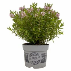 Hebe 'All Blooms®' Rosa, Topf-Ø 17 Cm -Lechij Verkaufe 0690190104 Hebe All Blooms T17 rosa 1 114194