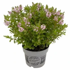 Hebe 'All Blooms®' Rosa, Topf-Ø 17 Cm -Lechij Verkaufe 0690190104 Hebe All Blooms T17 rosa 3 114195