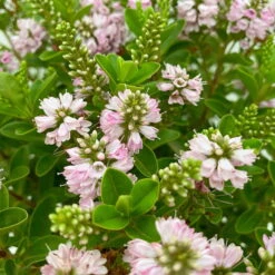 Hebe 'All Blooms®' Rosa, Topf-Ø 17 Cm -Lechij Verkaufe 0690190104 Hebe All Blooms T17 rosa 4 114154