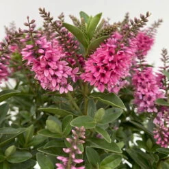 Hebe 'All Blooms®' Rosa, Topf-Ø 17 Cm -Lechij Verkaufe 0690190104 Koelle Hebe All Blooms T17 rosa 5 112389