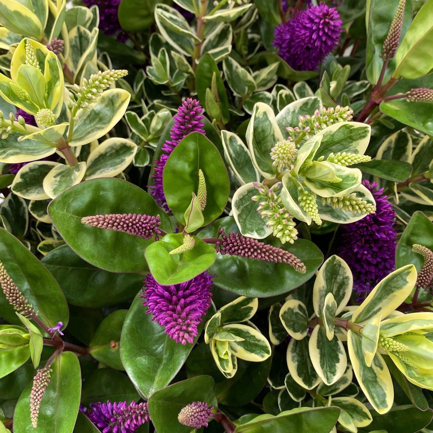 Hebe 'Duo Twin' Bunt, Topf-Ø 23 Cm 9 Hebe 'Duo Twin' Bunt, Topf-Ø 23 Cm – Bild 7