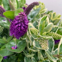 Hebe 'Duo Twin' Bunt, Topf-Ø 23 Cm 21 Hebe 'Duo Twin' Bunt, Topf-Ø 23 Cm -Lechij Verkaufe 0690190117 Koelle Hebe Duo Twin T23 zweifarbig WS 6 95910