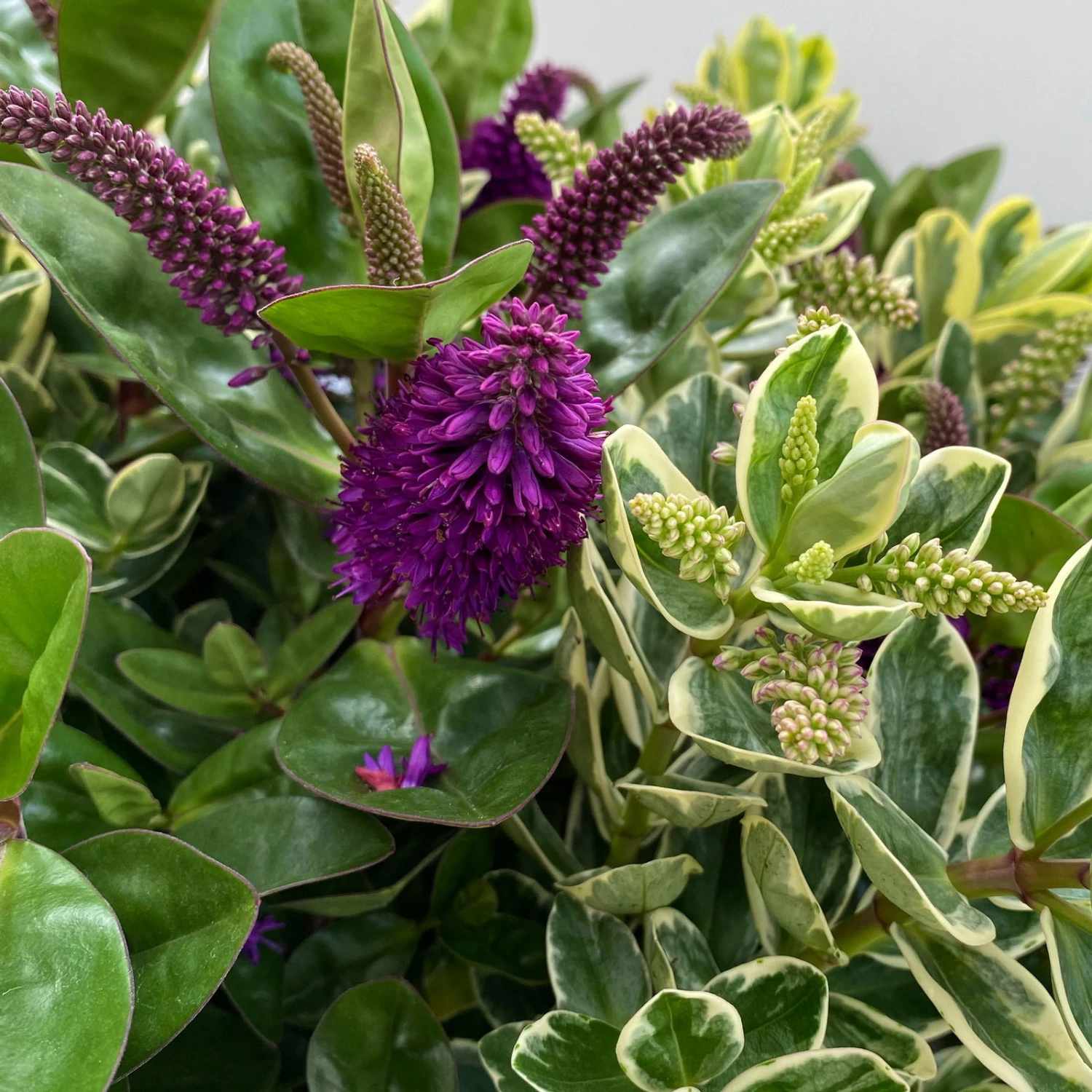 Hebe 'Duo Twin' Bunt, Topf-Ø 23 Cm 11 Hebe 'Duo Twin' Bunt, Topf-Ø 23 Cm – Bild 9