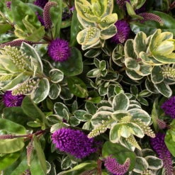 Hebe 'Duo Twin' Bunt, Topf-Ø 23 Cm 23 Hebe 'Duo Twin' Bunt, Topf-Ø 23 Cm -Lechij Verkaufe 0690190117 Koelle Hebe Duo Twin T23 zweifarbig WS 8 95913