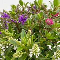 Hebe 'All Blooms®' Trio Rot-weiß-blau, Topf 17 Cm Ø -Lechij Verkaufe 0690190153 Hebe All Blooms Trio T17 3 Farben pro Topf 10 114004